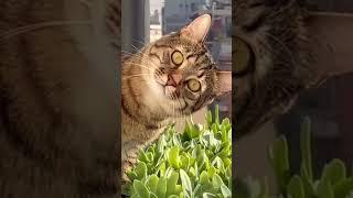 This cat looks a lot like my wife. #jokes #comedy #funny