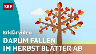 Wieso Bäume im Herbst ihre Blätter verlieren – einfach erklärt | Kindervideos | SRF Kids