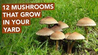 12 Mushrooms That Grow In Your Yard