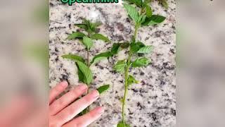 How to tell the difference between your peppermint and spearmint plants