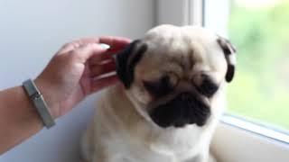 Как правильно заклеивать уши мопсу и зачем ⁄⁄ Correction shape of pug's ears