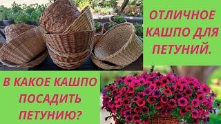 Ампельная петуния.В какое кашпо лучше посадить? Какой обьем кашпо нужен петунии.Мои новые кашпо.