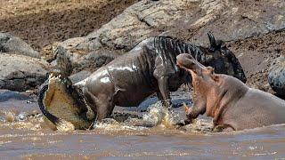 Jaws vs  Jaws Hippo and Wildebeest Take on Crocodile