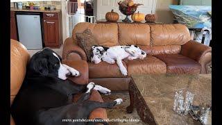 Funny Tired 19 Week Old Great Dane Puppy Interrupts Nap Time For Playtime