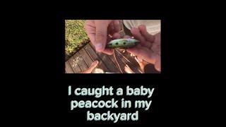 I Caught a baby peacock in my backyard