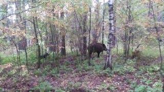 Притравка ягдтерьера по кабану!!!