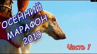 Осенний  Марафон 2019г часть 1 (испытания борзых)