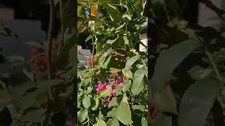 These Blooming Roses Are Amazing Changing Colors #roses  #flowers