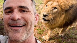 LION Knocks Me to the Ground | The Lion Whisperer