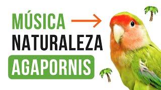 ESTIMULAR CANTO de AGAPORNIS {{100% FUNCIONA}}