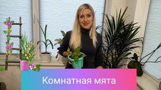 Плектрантус. Комнатная мята. Уход в домашних условиях Неприхотливый сад