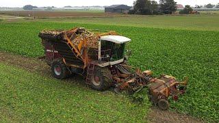 Suikerbieten rooien | Sugar beet harvest | Zuckerrüben roden | Agrifac | ZA 215 | Bietenoogst 2021