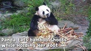 Panda Eats bamboo Shoots While Holding Her Foot | iPanda