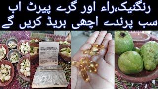 Best Breeding Formula For Ringneck,Raw and grey parrots | bahawalpur birds official