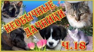 Дача.  Дачные истории.  Необычные дачники. Забавные котята. Funny kittens