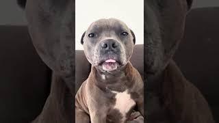 This Dog Knows How to Smile!