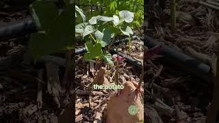 Make Sweet Potato Slips in the Garden!