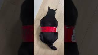 Coca Cola #кот #cat #cocacola  #котик #мем #шортс #клип #прикол #смех #рек #shorts #кока_кола #