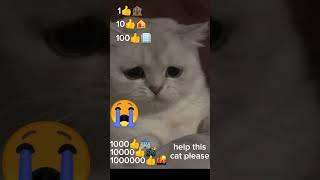 HelpThis cat plass 