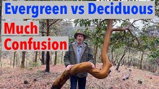 Evergreen vs Deciduous Confuses People Learn the Difference