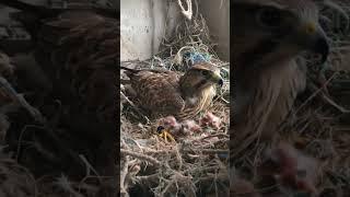 Baby Falcons Hatch Before Your Eyes!