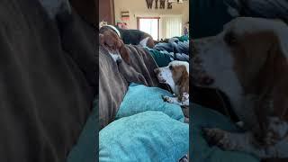 Basset Hounds Howling