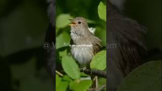 Subhan Allah #shortfeed #viralshorts #shorts #birds#love#ytshorts#nature#Viral #nest