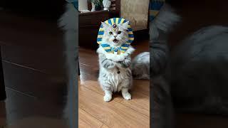埃及猫#猫咪