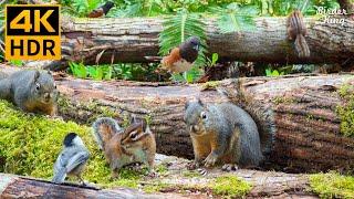 Cat TV for Cats to Watch  Pretty Birds Chipmunks Squirrels in the Forest  8 Hours 4K HDR