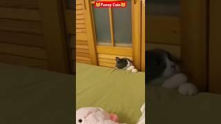 what are you doing#funny #pets #catcomedy #catvideos #cat#catshorts #funnyanimal #catlover#funnycat