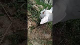 goat  is  eating Grass most beautiful ️ scene #shorts  #animals #trending  #viral