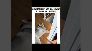 Топ 5 Хаски Мемов из Тиктока  #shorts #мем #хаски #собака #tiktok