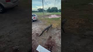 Alligator Tries Grabbing Fisherman's Catch