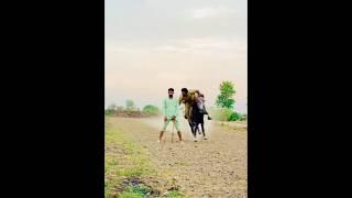 Nazabazi with Mubashar Tiwana#beautifulhorses #horse #pakistan#punjab #youtube#youtubeshorts