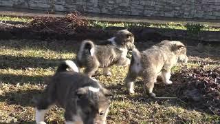 щенки западно-сибирской лайки вязка Оса+Ялай-Саян