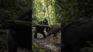 Gorilla Uses Stick Against Charging Wild Boar!