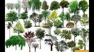 100 Trees Models | New Lumion Models - Sketchup Tree Model | 3D Max Tree Model Free Download