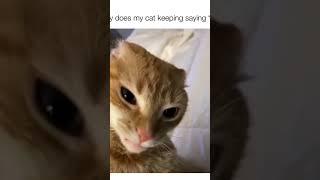 #animals #catsoftiktok #dogsoftiktok #funnyanimals