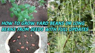 HOW TO GROW YARD BEANS OR LONG BEANS FROM SEEDS WITH FULL UPDATES