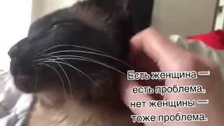 Есть женщина — есть проблема, нет женщины — тоже проблема ... =^..^= СИАМСКИЕ КОШКИ