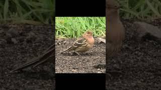 Краснозобый конек Птица которая редко попедает в обьектив #birds #shorts