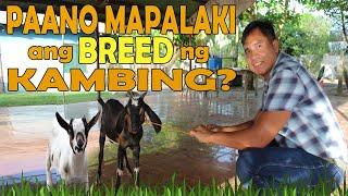 PAANO MAPALAKI ANG BREED NG KAMBING