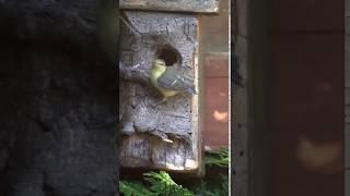 baby bluetit leaving the nest for the first time