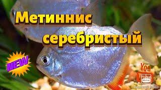 Метиннис серебристый (серебряный доллар)