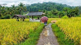 LUAR BIASA !! KAMPUNG TERPENCIL YANG SUPER INDAH PEMANDANGAN ALAM DESA | SUASANA PEDESAAN JAWA BARAT