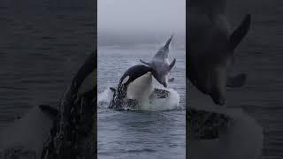 Nobody escapes an Orca!