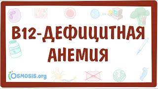 B12-дефицитная анемия (мегалобластная анемия) — причины, симптомы, патогенез, диагностика, лечение