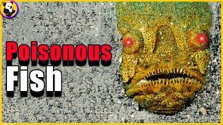 Top 10: Most Poisonous Fish In The World !!