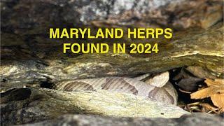 Herping in 2024 in Maryland ( 21 Species found )