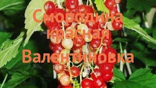 Смородина красная Валентиновка (ribes rubrum)  обзор: как сажать, саженцы смородины Валентиновка